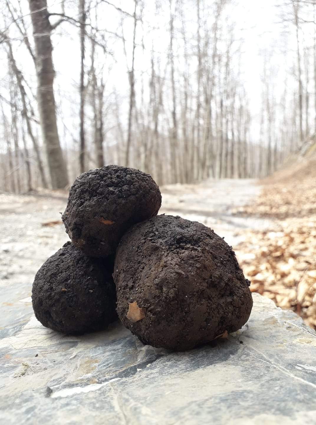 nero di bagnoli su roccia